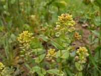Lepidium perfoliatum 11 Doorgroeide kruidkers, Saxifraga-Ed Stikvoort : Sisian en omatreken s9900