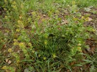 Lepidium perfoliatum 2, Doorgroeide kruidkers, Saxifraga-Ed Stikvoort : Sisian en omatreken s9900