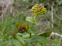 Lepidium perfoliatum 4, Doorgroeide kruidkers, Saxifraga-Ed Stikvoort : Sisian en omatreken s9900