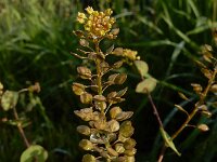Lepidium perfoliatum 5, Doorgroeide kruidkers, Saxifraga-Ed Stikvoort : Sisian - Vayk - Hermon s9900