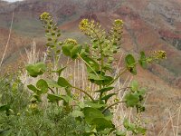 Lepidium perfoliatum 7, Doorgroeide kruidkers, Saxifraga-Ed Stikvoort : Jerevan - Areni - Noravank s9900