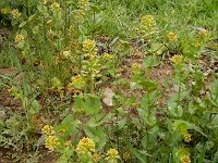 Lepidium perfoliatum 9, Doorgroeide kruidkers, Saxifraga-Ed Stikvoort : Sisian en omatreken s9900
