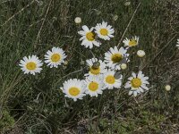 Leucanthemopsis alpina 25, Saxifraga-Willem van Kruijsbergen