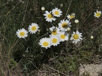 Leucanthemopsis alpina 28, Saxifraga-Willem van Kruijsbergen