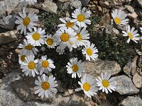 Leucanthemopsis alpina 30, Saxifraga-Harry Jans