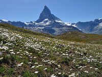 Leucanthemopsis alpina 33, Saxifraga-Harry Jans