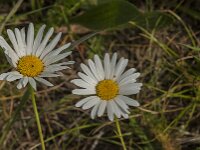 Leucanthemum vulgare 76, Gewone margriet, Saxifraga-Jan van der Straaten