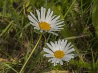 Leucanthemum vulgare 77, Gewone margriet, Saxifraga-Jan van der Straaten
