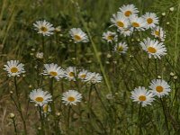 Leucanthemum vulgare 81, Gewone margriet, Saxifraga-Jan van der Straaten