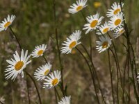 Leucanthemum vulgare 87, Gewone margriet, Saxifraga-Jan van der Straaten