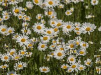 Leucanthemum vulgare 89, Gewone margriet, Saxifraga-Jan van der Straaten