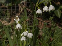 Leucojum aestivum 41, Zomerklokje, Saxifraga-Jan van der Straaten