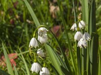 Leucojum aestivum 46, Zomerklokje, Saxifraga-Jan van der Straaten