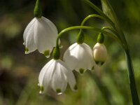 Leucojum aestivum 48, Zomerklokje, Saxifraga-Jan van der Straaten