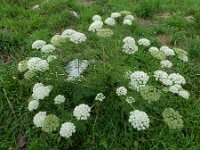 Ligusticum lucidum 2, Saxifraga-Ed Stikvoort : Refugio de Aliva - Sotres s9900