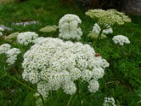 Ligusticum lucidum 4, Saxifraga-Ed Stikvoort : Refugio de Aliva - Sotres s9900