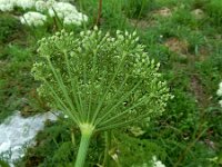 Ligusticum lucidum 6, Saxifraga-Ed Stikvoort : Refugio de Aliva - Sotres s9900