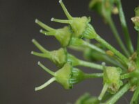 Ligusticum lucidum 7, Saxifraga-Rutger Barendse