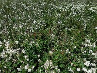 Ligustrum vulgare 19, Wilde liguster, Saxifraga-Ed Stikvoort