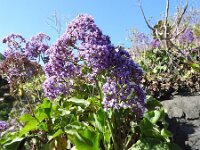 Limonium benmageci