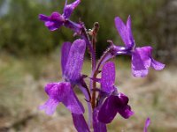 Linaria elegans 3, Saxifraga-Ed Stikvoort