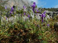 Linaria faucicola