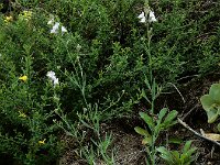 Linaria repens 24, Gestreepte leeuwenbek, Saxifraga-Ed Stikvoort : rondom Pont Neuf en Chalmazel s9900