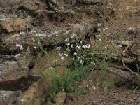 Linaria repens 25, Gestreepte leeuwenbek, Saxifraga-Ed Stikvoort : rondom Pont Neuf en Chalmazel