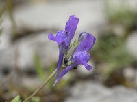 Linaria triornithophora 5, Saxifraga-Willem van Kruijsbergen