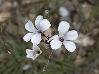 Linum appressum 4, Saxifraga-Willem van Kruijsbergen