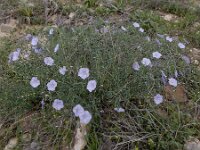 Linum austriacum 15, Oostenrijks vlas, Saxifraga-Ed Stikvoort : Jerevan - Areni - Noravank A900