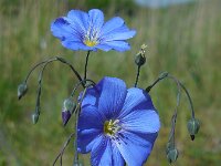 Linum austriacum 18, Oostenrijks vlas, Saxifraga-Ed Stikvoort