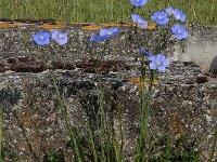 Linum austriacum 19, Oostenrijks vlas, Saxifraga-Ed Stikvoort
