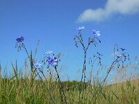 Linum austriacum 20, Oostenrijks vlas, Saxifraga-Ed Stikvoort
