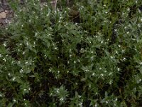 Lithospermum arvense 13, Ruw parelzaad, Saxifraga-Ed Stikvoort : Hermon - Selimpas - Sevanmeer - Dilijan A900