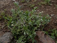 Lithospermum arvense 16, Ruw parelzaad, Saxifraga-Ed Stikvoort : Vayk - Tatev - Kapan A900