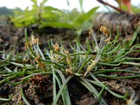 Littorella uniflora 23, Oeverkruid, Saxifraga-Ed Stikvoort : rattenstaartgras Grevelingendam s9900