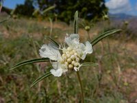 Lomelosia argentea 1, Saxifraga-Ed Stikvoort