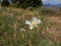 Lomelosia argentea 2, Saxifraga-Ed Stikvoort