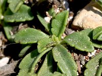 Lomelosia crenata ssp dallaportae 1, Saxifraga-Sonja Bouwman  Lomelosia crenata subsp. dallaportae - Caprifoliaceae familie