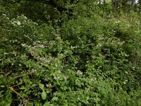 Lonicera caprifolium 7, Tuinkamperfoelie, Saxifraga-Ed Stikvoort