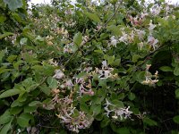 Lonicera caprifolium 9, Tuinkamperfoelie, Saxifraga-Ed Stikvoort