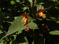 Lonicera involucrata 6, Ledebours kamperfoelie, Saxifraga-Ed Stikvoort : Hongaarse wikke gg A900 Lamswaarde