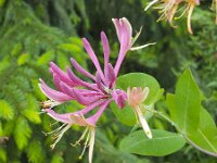 Flower of Honeysuckle (Lonicera periclymenum), close-up  Flower of Honeysuckle (Lonicera periclymenum), close-up : flower, flowers, color, plant, nature, natural, flora, floral, summer, summertime, growth, nobody, no people, vascular plant, outside, outdoor, outdoors, wildflower, Lonicera periclymenum, honeysuckle, common honeysuckle, European honeysuckle, woodbine, flowering, single flower, spring, springtime, in flower, beauty, beauty in nature