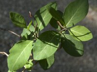 Lonicera periclymenum 61, Wilde kamperfoelie, Saxifraga-Jan van der Straaten