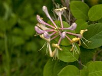 Lonicera periclymenum 64, Wilde kamperfoelie, Saxifraga-Jan van der Straaten
