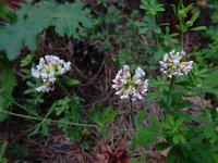 Lotus herbaceus 3, Saxifraga-Ed Stikvoort