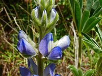 Lupinus angustifolius 36, Blauwe lupine, Saxifraga-Hans Grotenhuis