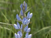 Lupinus angustifolius 40, Blauwe lupine, Saxifraga-Willem van Kruijsbergen