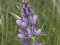 Lupinus hispanicus
